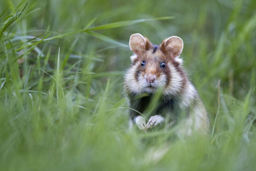 Ухмыляющийся хомяк