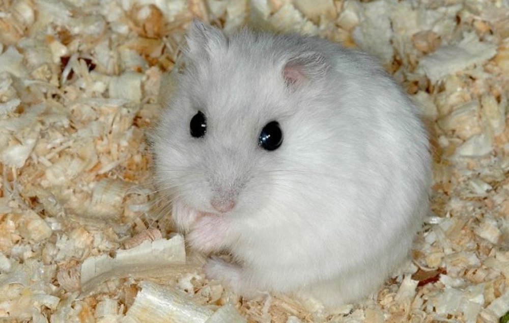 Джунгарский хомячок белый