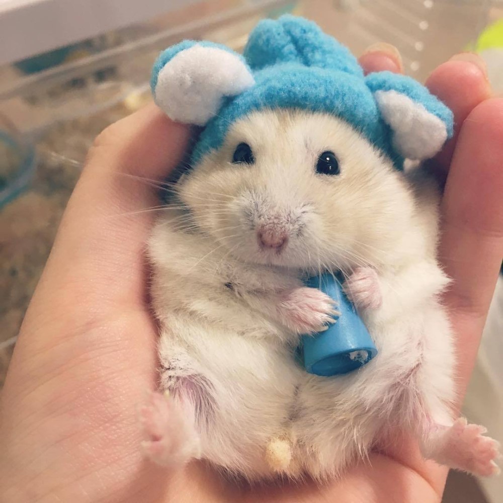 Джунгарский хомяк Хома