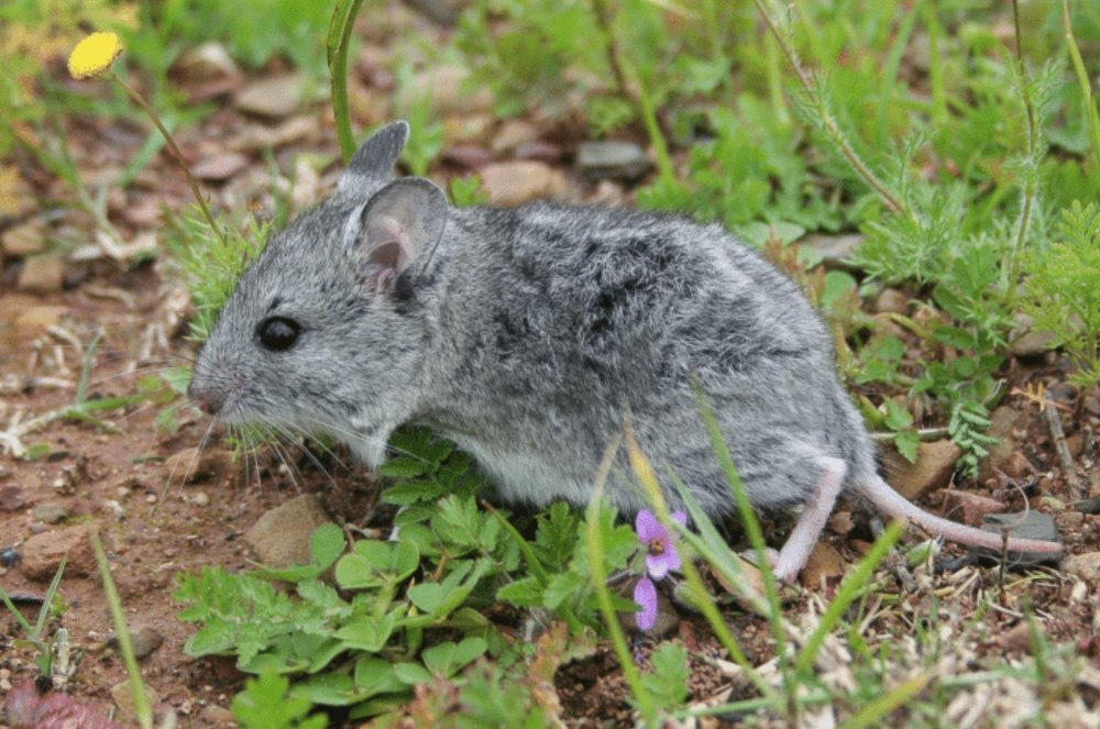 MYSTROMYS albicaudatus