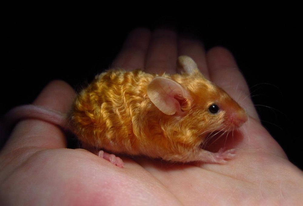 Сирийский хомячок сатиновый