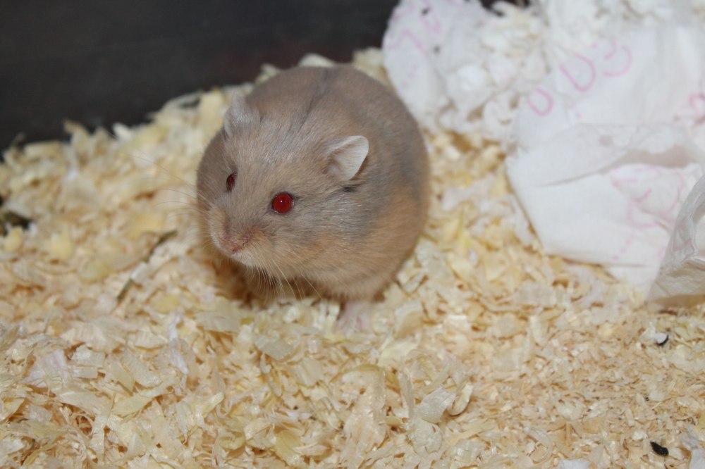 Campbell Dwarf Hamsters