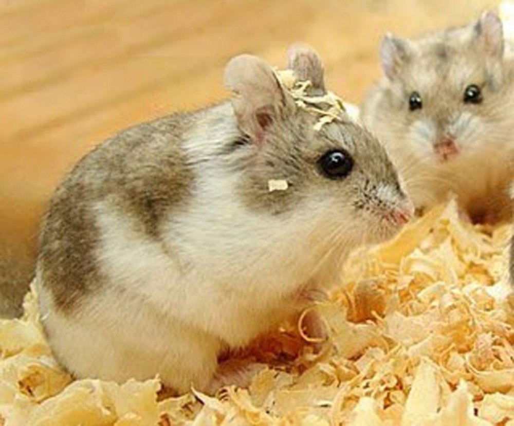 Хомяки Кэмпбелла и Роборовского