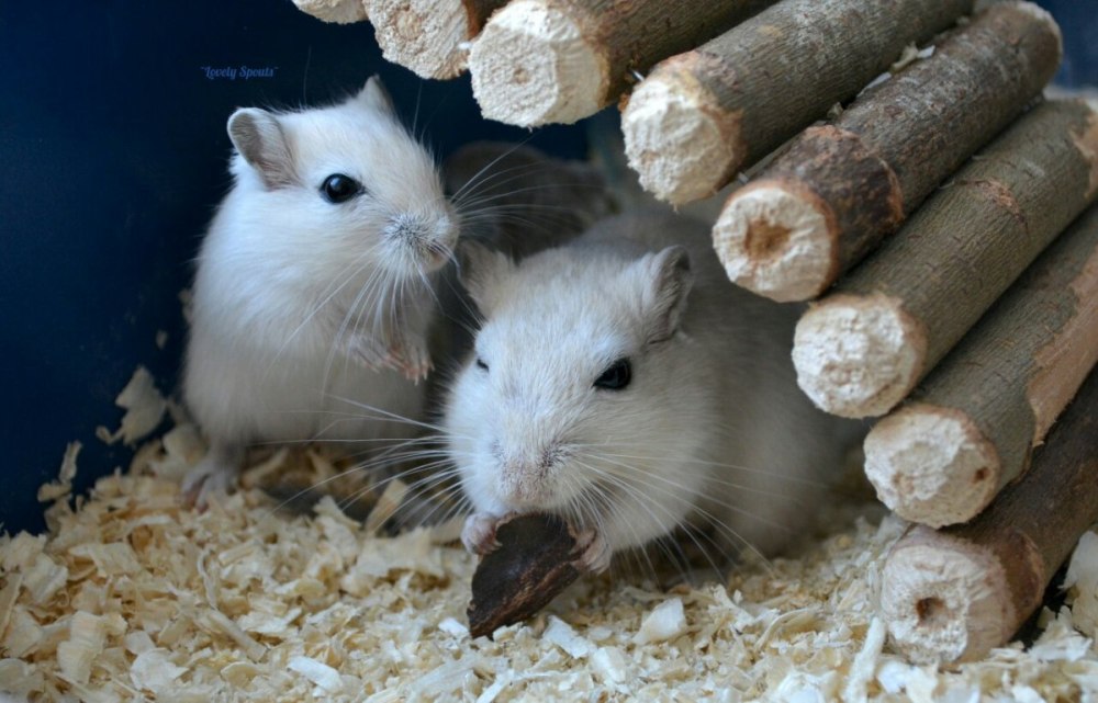 Хомячок Эверсмана в Ульяновской области