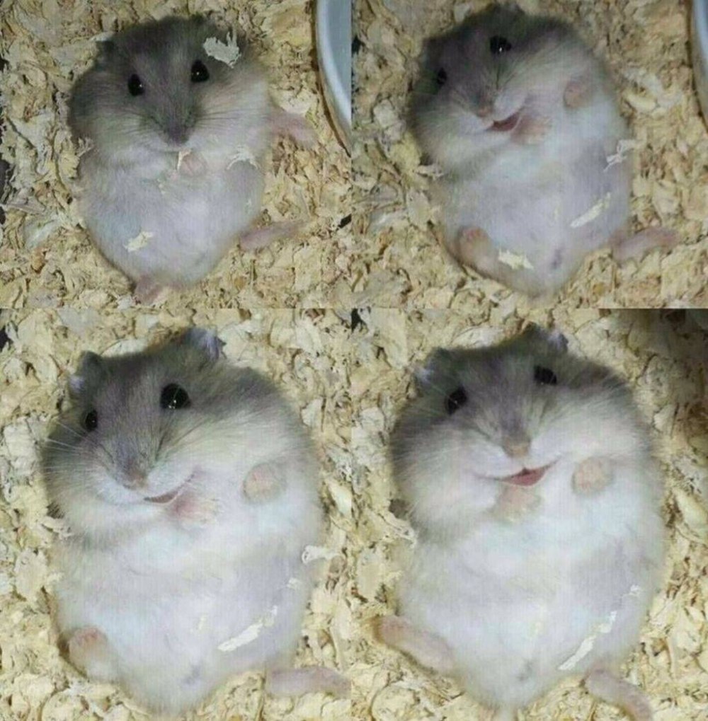 Породы хомяков Роборовского