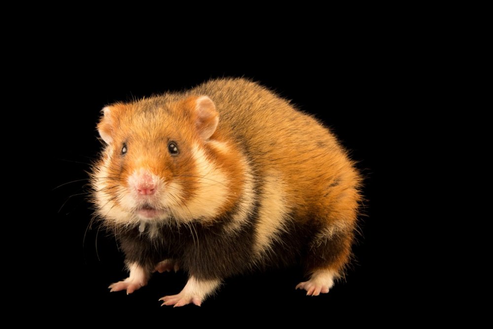 Обыкновенный хомяк Cricetus Cricetus