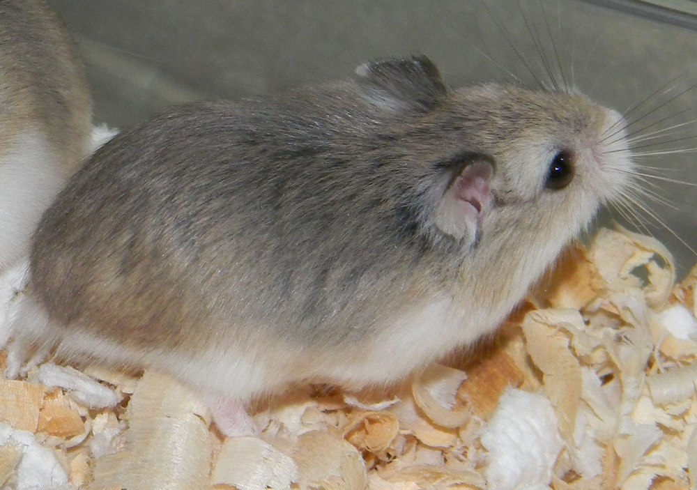 Джунгарский хомяк золотистый