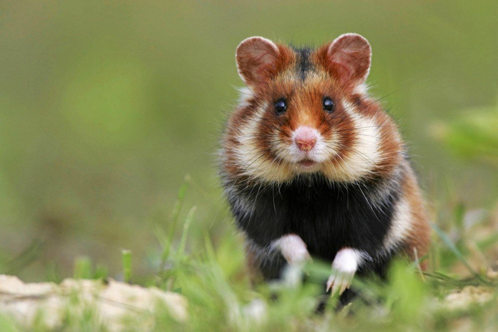 Дикий хомяк карбыш черный