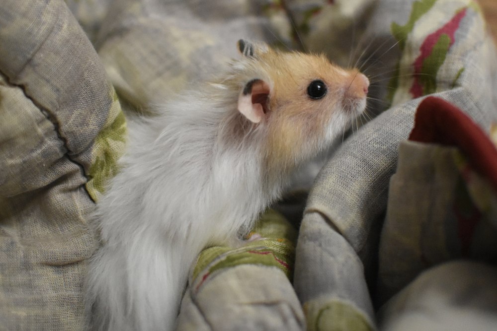 Хомяк с журналом