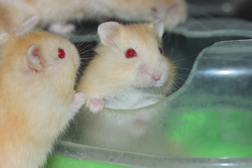 Японский хомяк