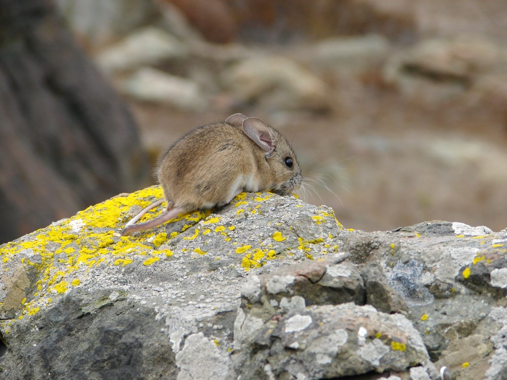 Листоухий хомячок