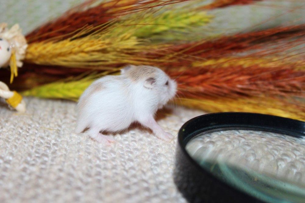 Хомяк Роборовского на руке