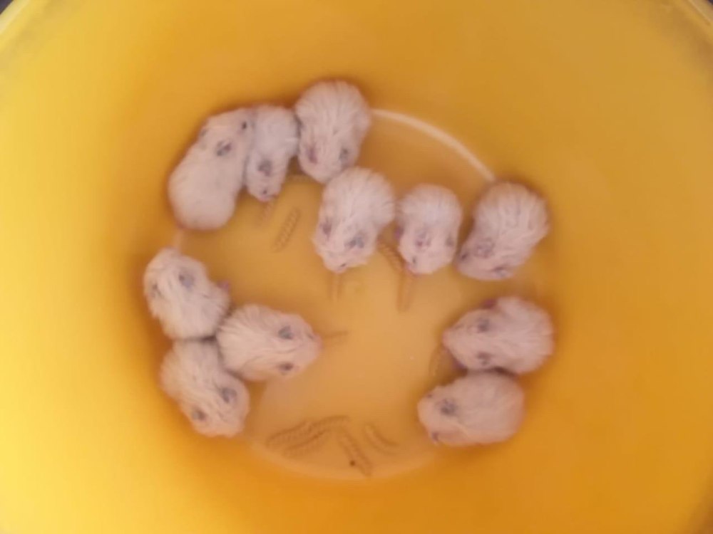 Новорожденные хомячки сирийские