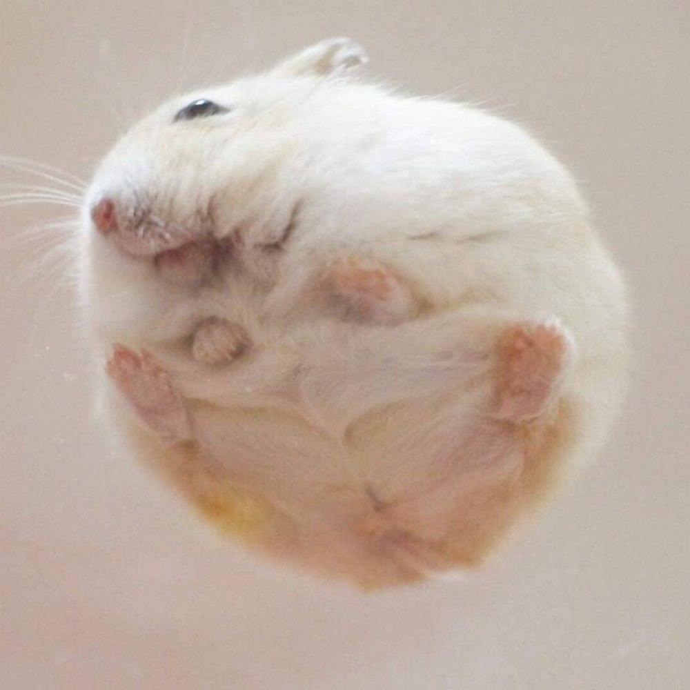 Летучий хомяк