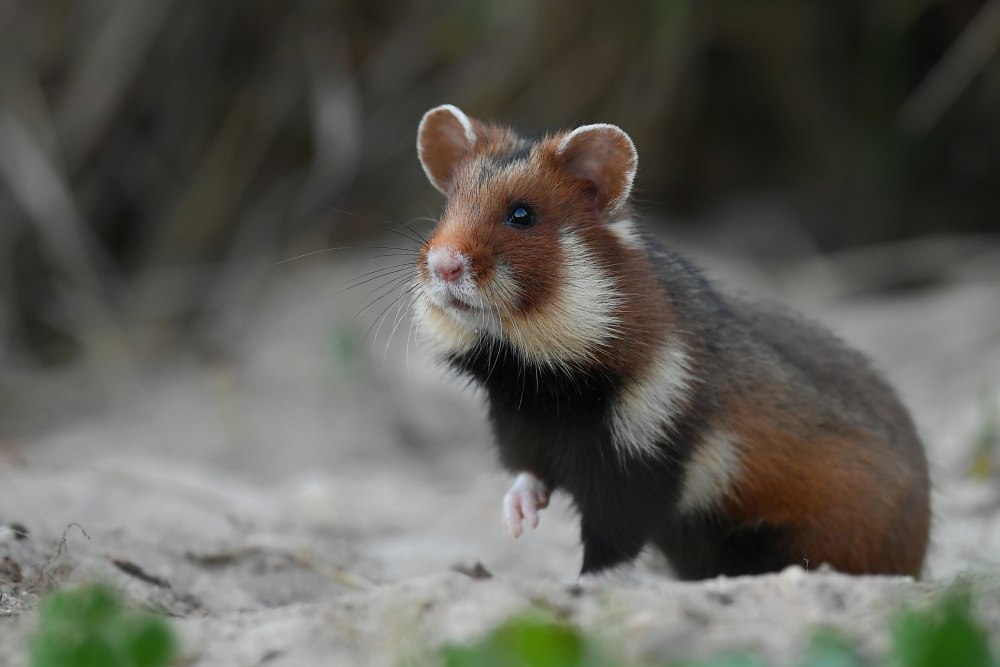 Лесной хомяк карбыш