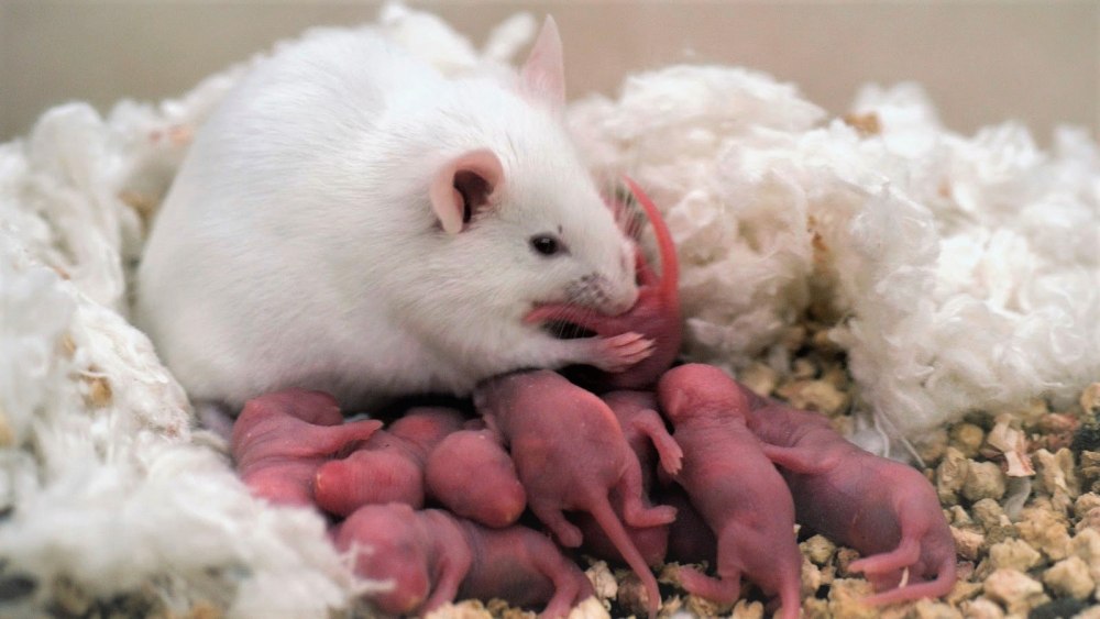 Новорожденные крысята альбиносы