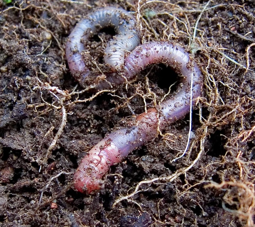 Allolobophora caliginosa Пашенный червь