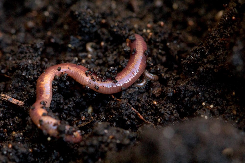 Worms черви