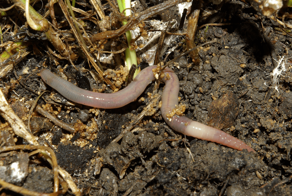 Червь Земляной (Lumbricus terrestris)