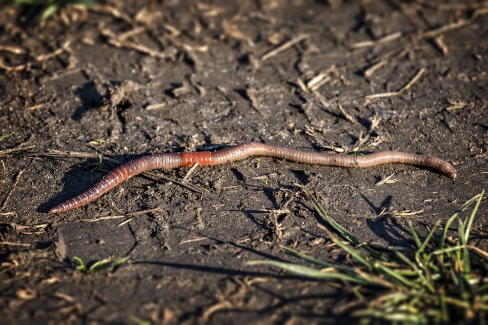 85. Lumbricus terrestris – дождевой червь обыкновенный