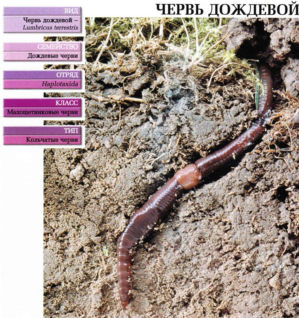 Червь Земляной (Lumbricus terrestris)