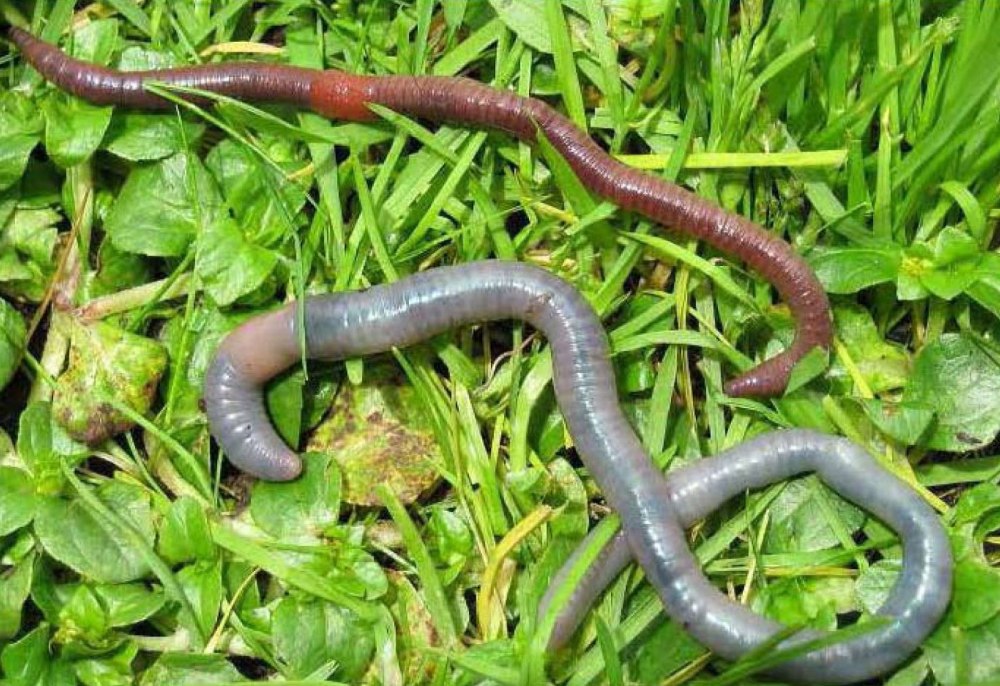 Красный червь (Lumbricus rubellus