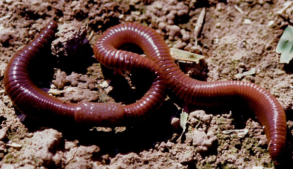 Красный червь (Lumbricus rubellus