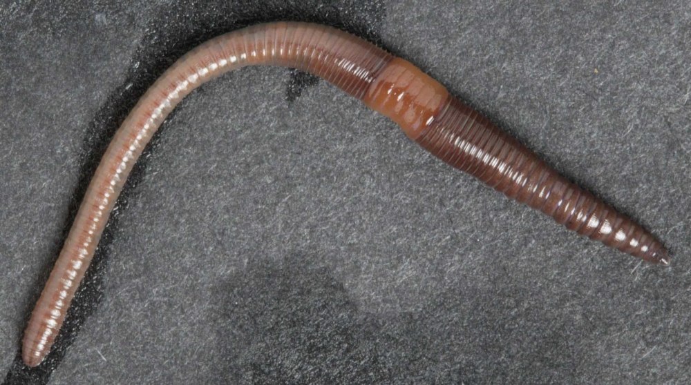 Lumbricus terrestris обыкновенный дождевой червь