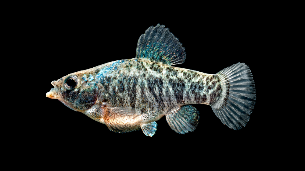 Cyprinodon variegatus