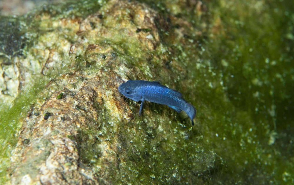 Devil's hole Pupfish