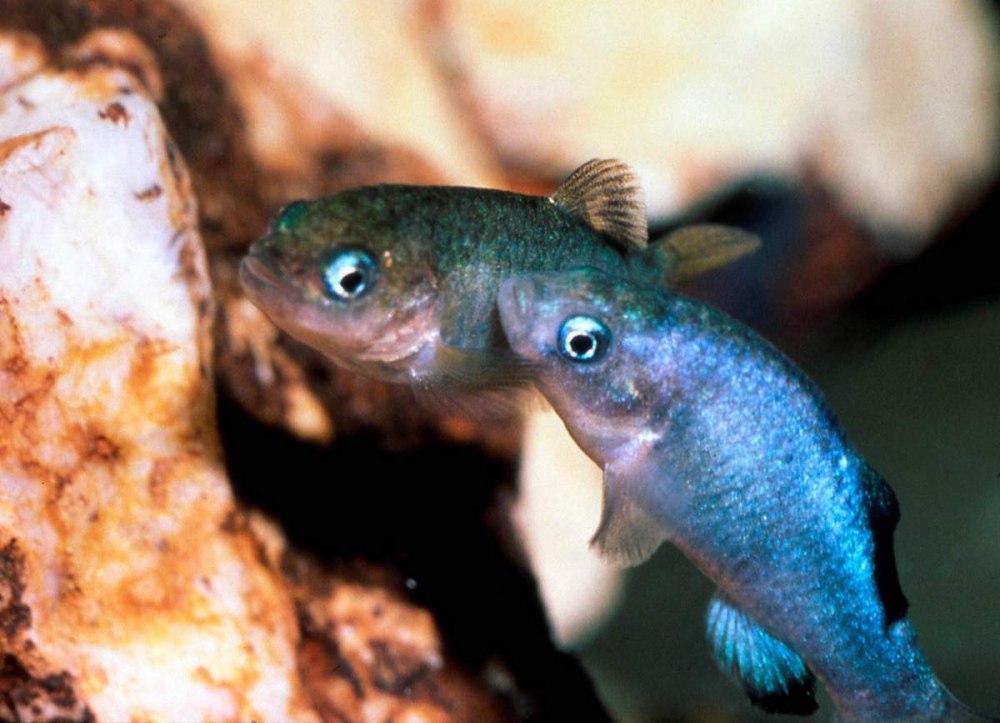 Cyprinodon Diabolis