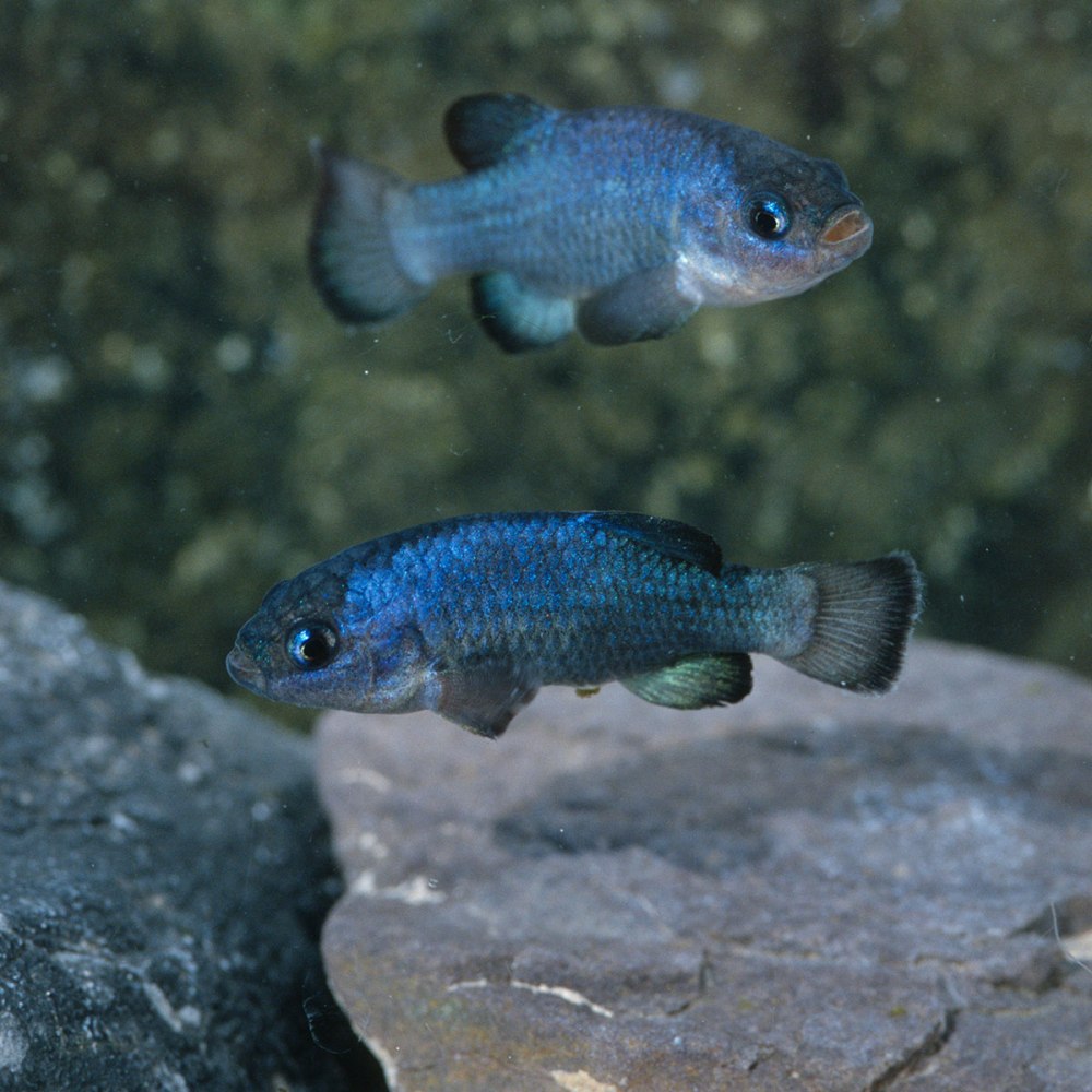 Cyprinodon salinus