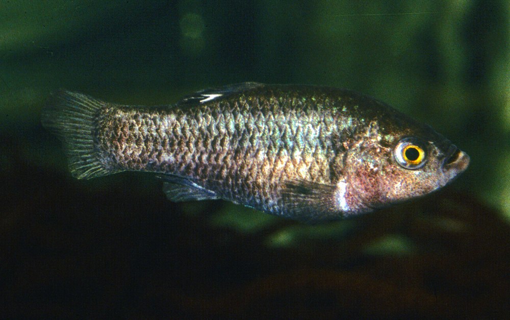 Cyprinodon macularius