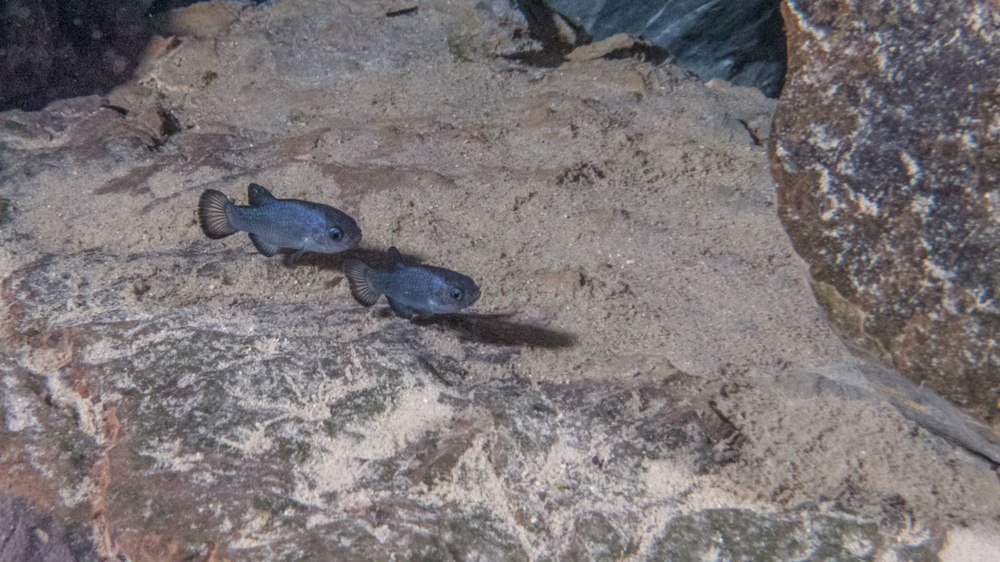 Cyprinodon salinus