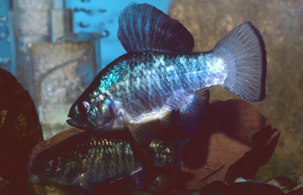 Cyprinodon macularius