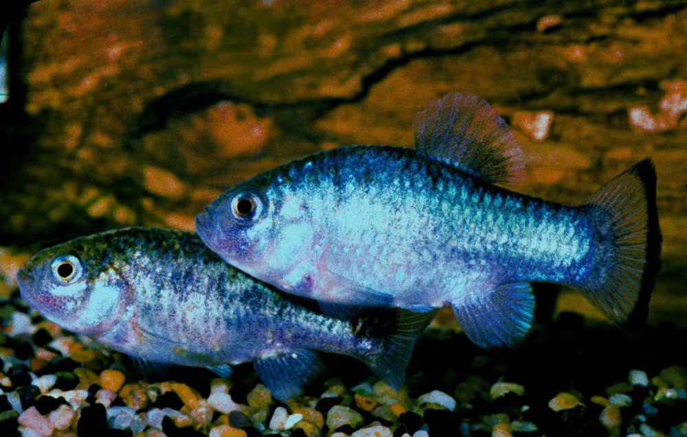 Cyprinodon macularius