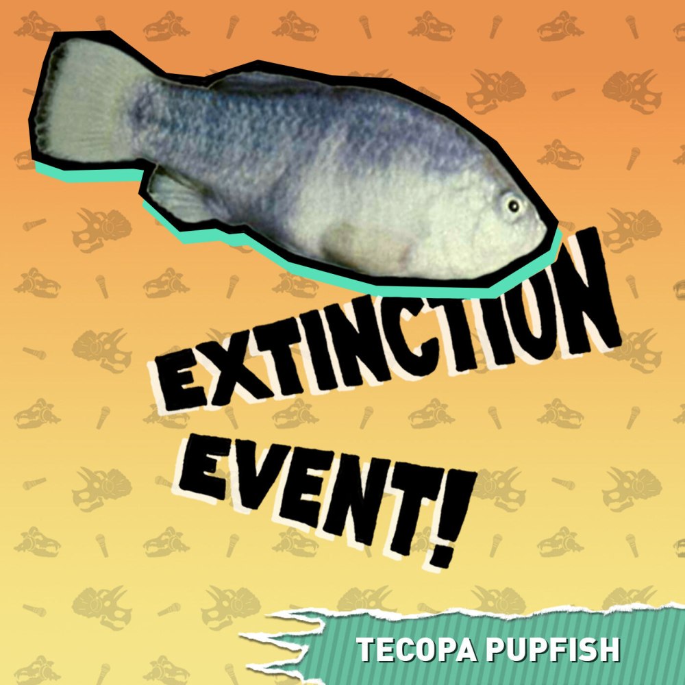 Tesora Pupfish