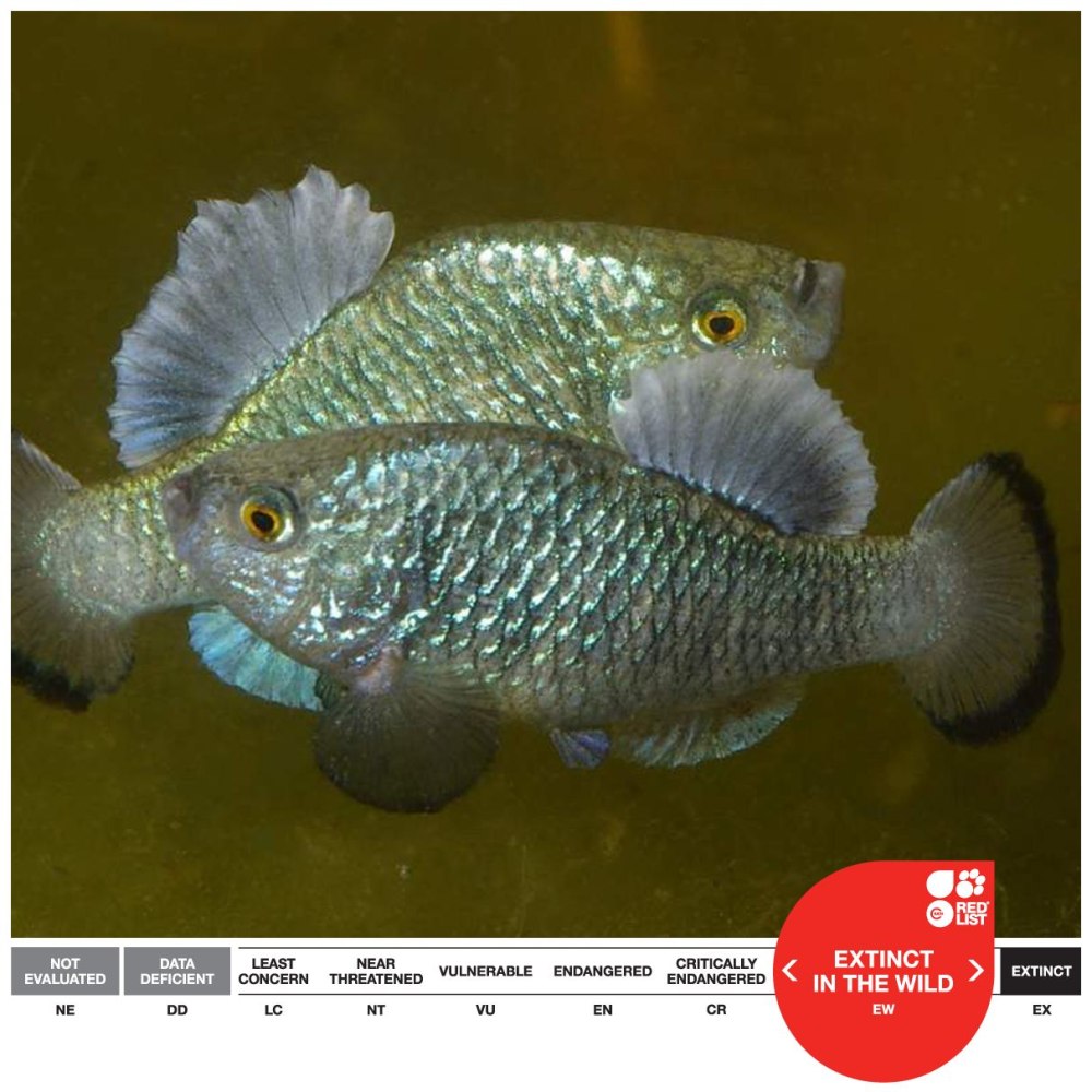 Yanosteus longidorsalis