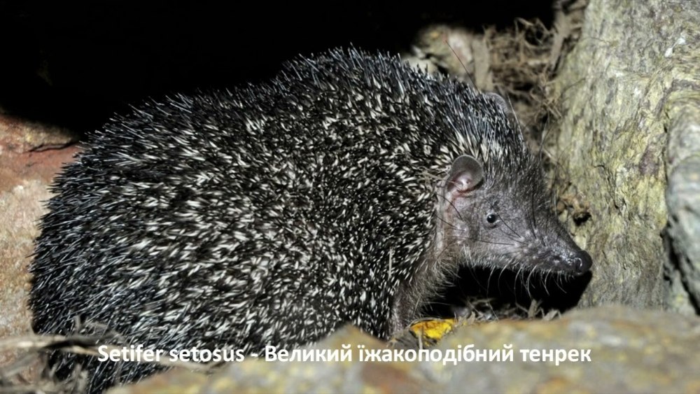 Мадагаскарский ежовый тенрек