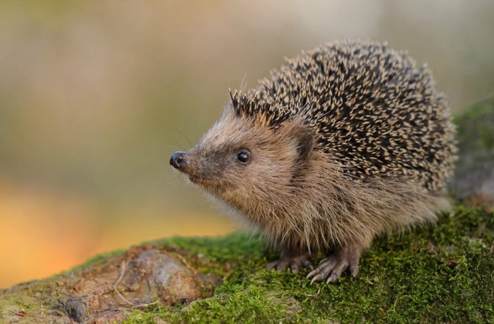 Erinaceus europaeus — обыкновенный ёж