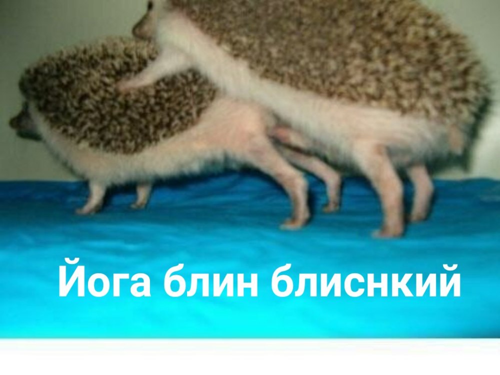 Как размножаются Ежи