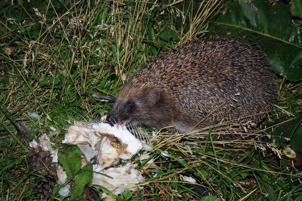 Хайнаньский еж (neohylomys hainanensis)