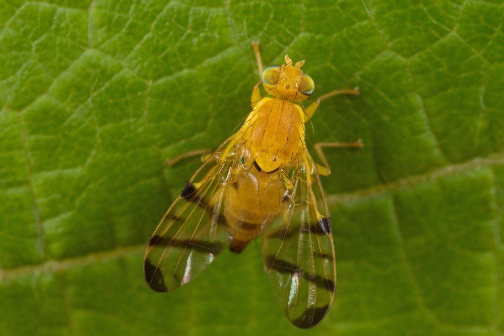 Rhagoletis Cerasi