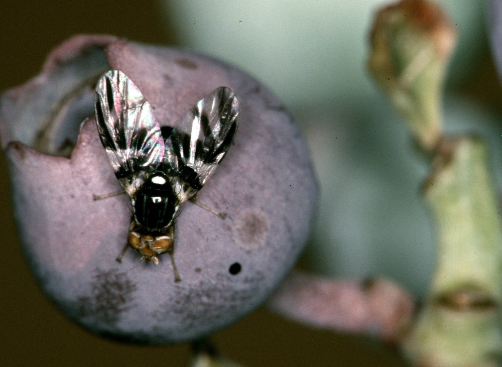 Rhagoletis Mendax