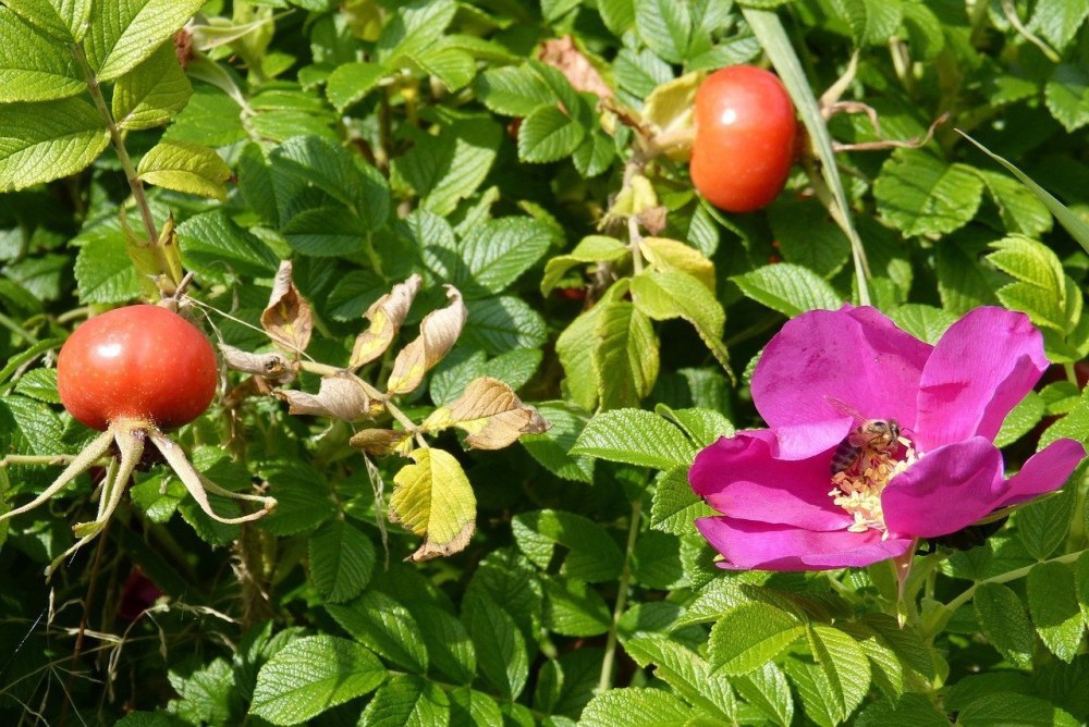Шиповник (роза Даурская)