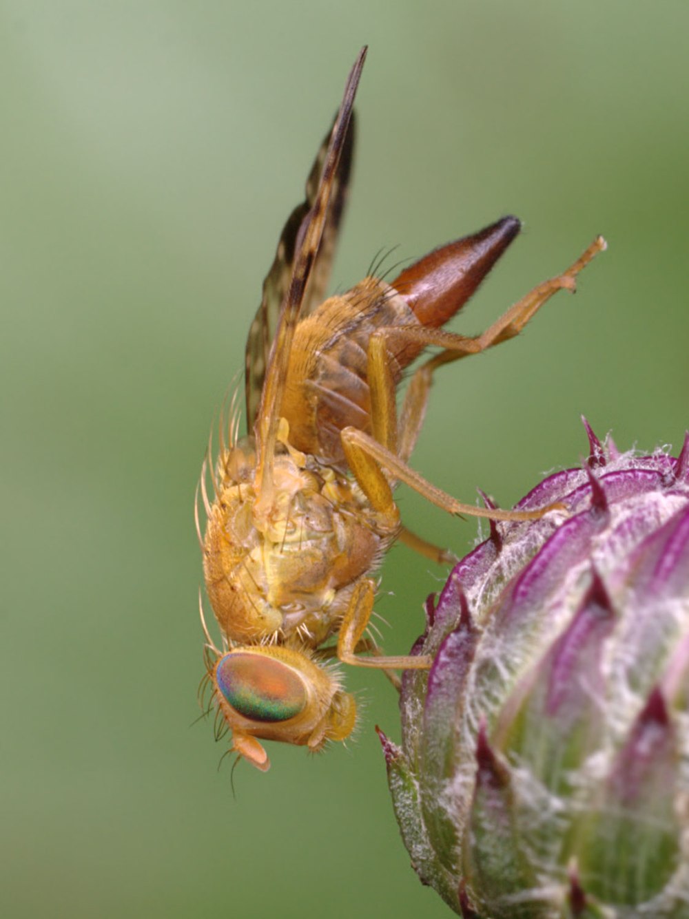 Xyphosia miliaria