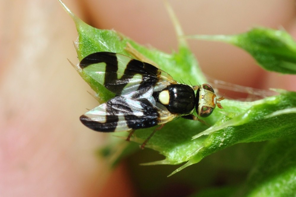 Urophora adjacens