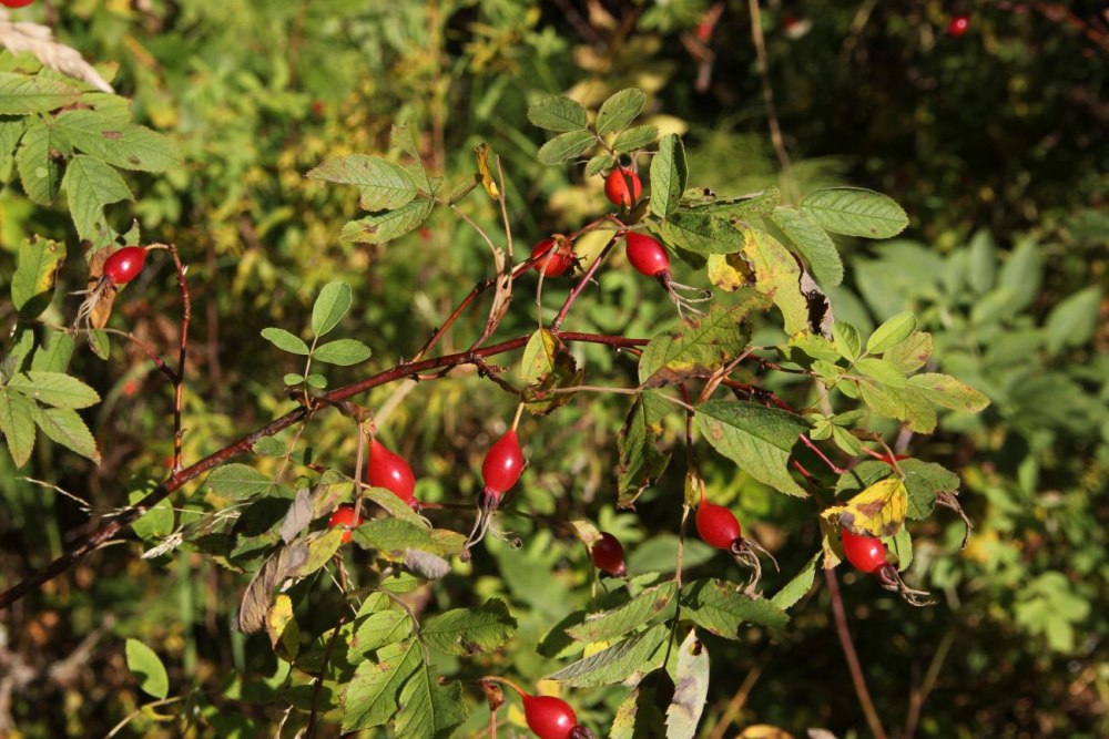 R. cinnamomea l. – p. коричная – чыттыг ыт-кады.