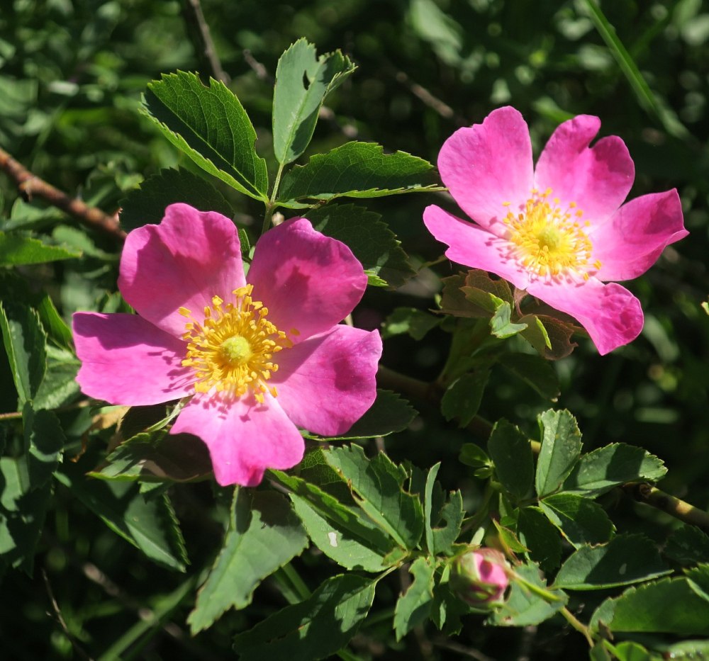 Rosa teberdensis Chrshan