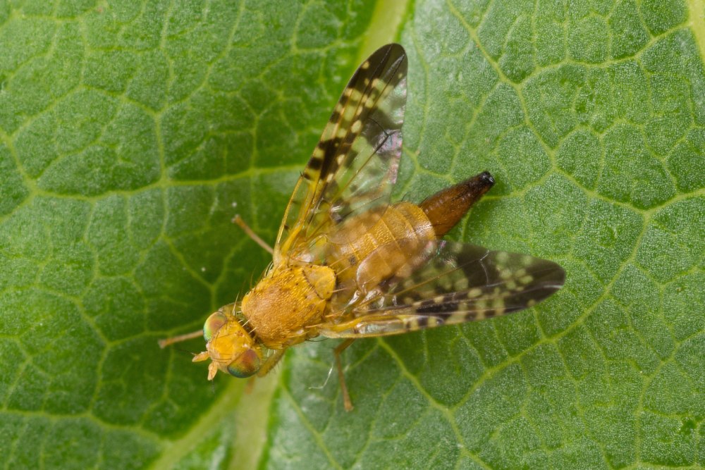Xyphosia miliaria